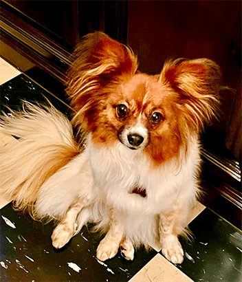 Fluffy, orange-and-white Papillon dog sitting on a black-and-white tiled floor, looking directly at the camera. This image highlights the dog's playful expression and distinctive ears.